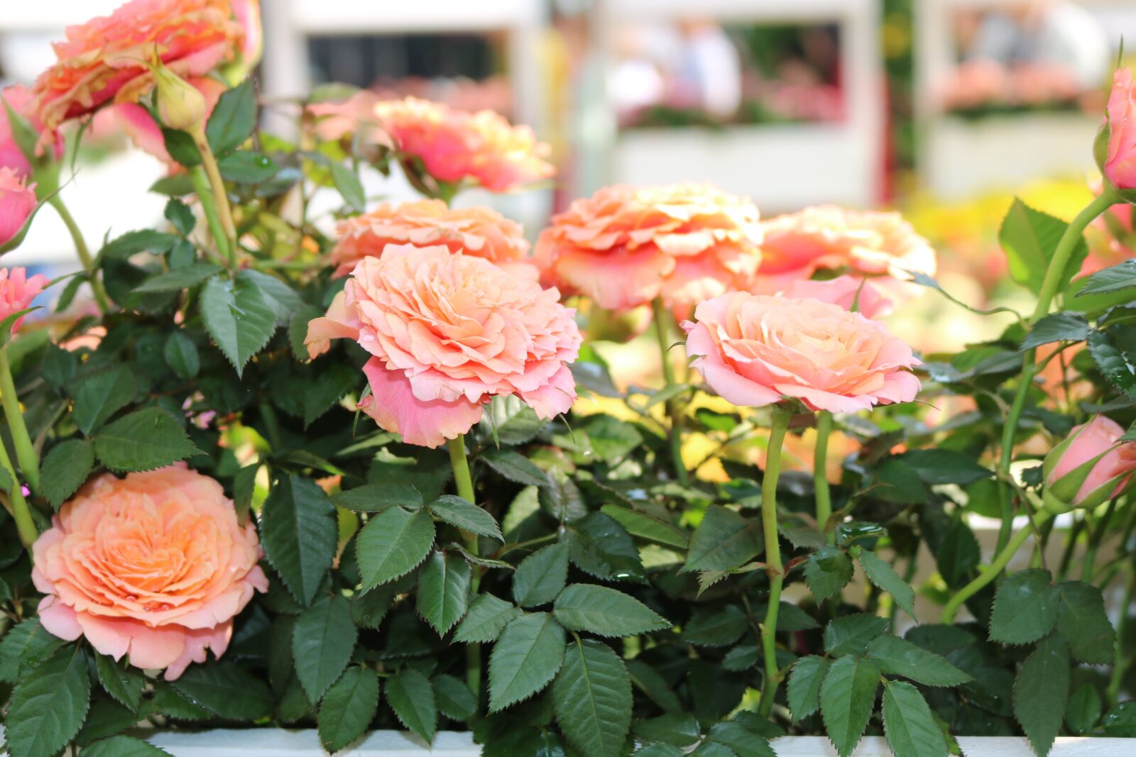 Canon EOS 750D (EOS Rebel T6i / EOS Kiss X8i) sample photo. Saigon, spring photography