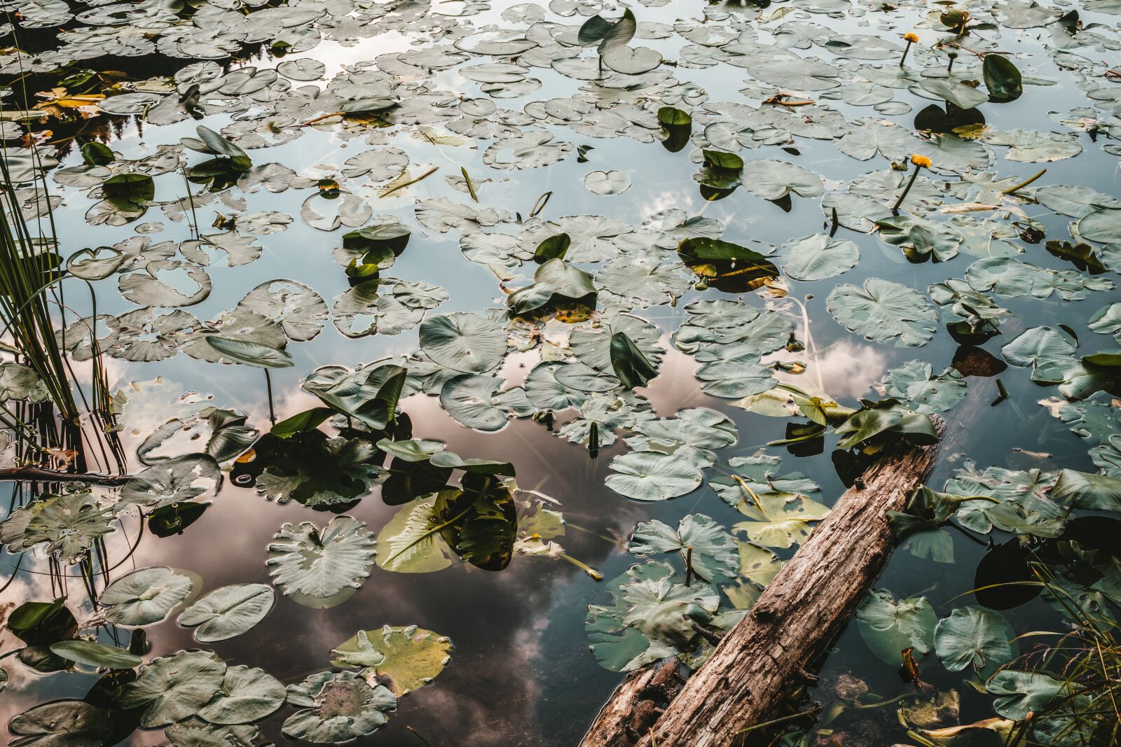 Sony a6300 sample photo. Water lilies, water, lake photography