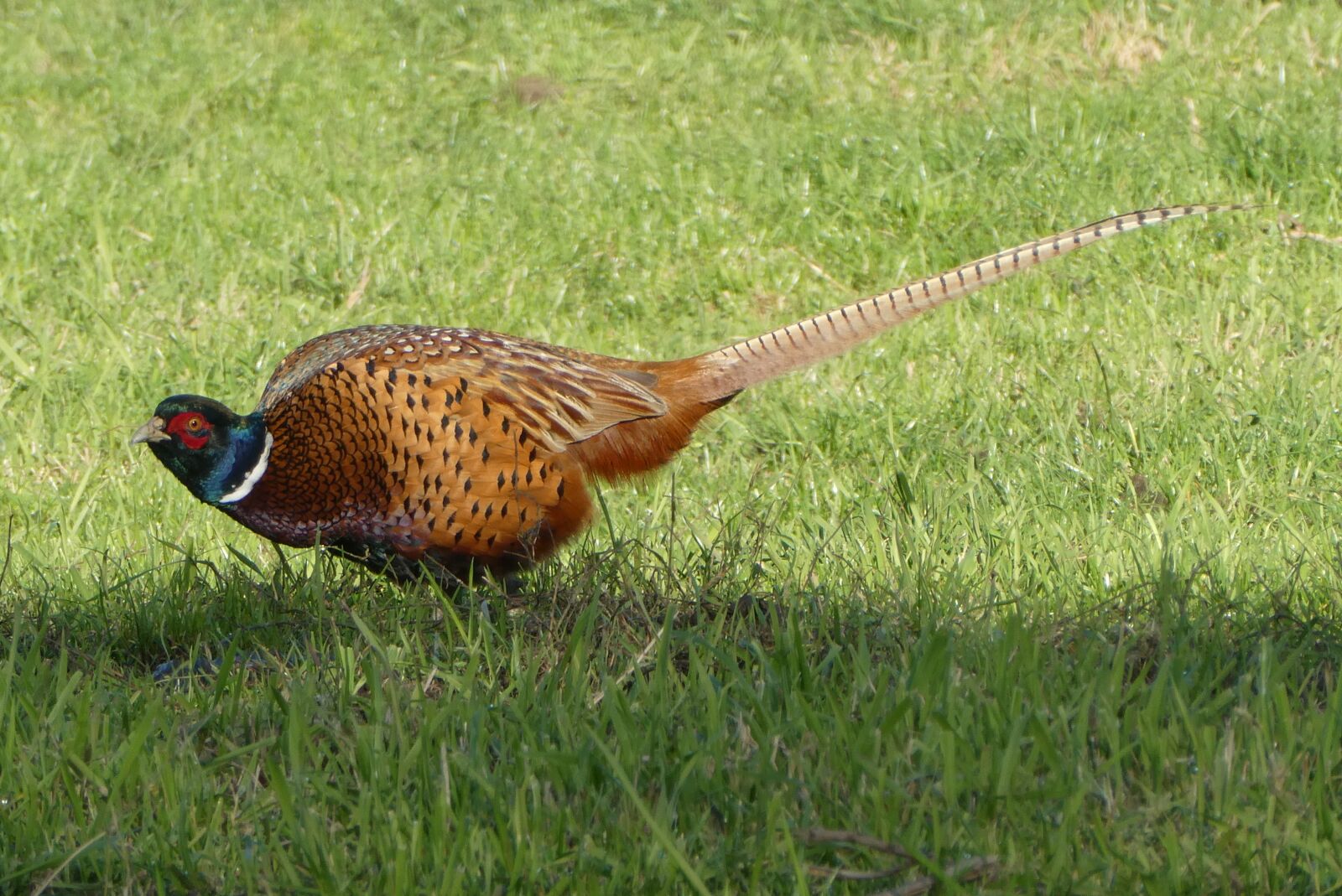 Panasonic Lumix DC-ZS70 (Lumix DC-TZ90) sample photo. Pheasant, bird, male photography