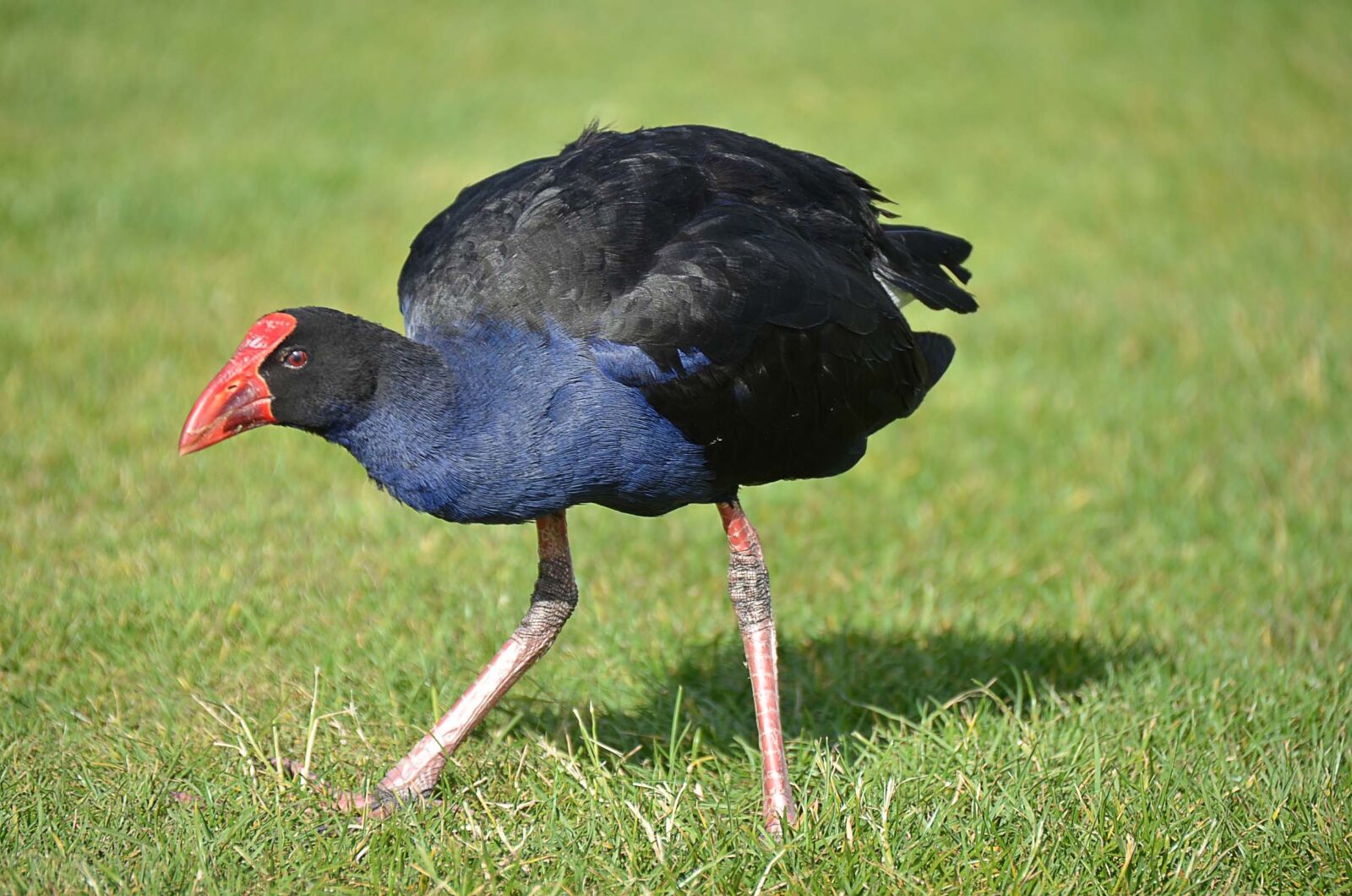 Nikon D7000 sample photo. Bird, new zealand, pukeko photography