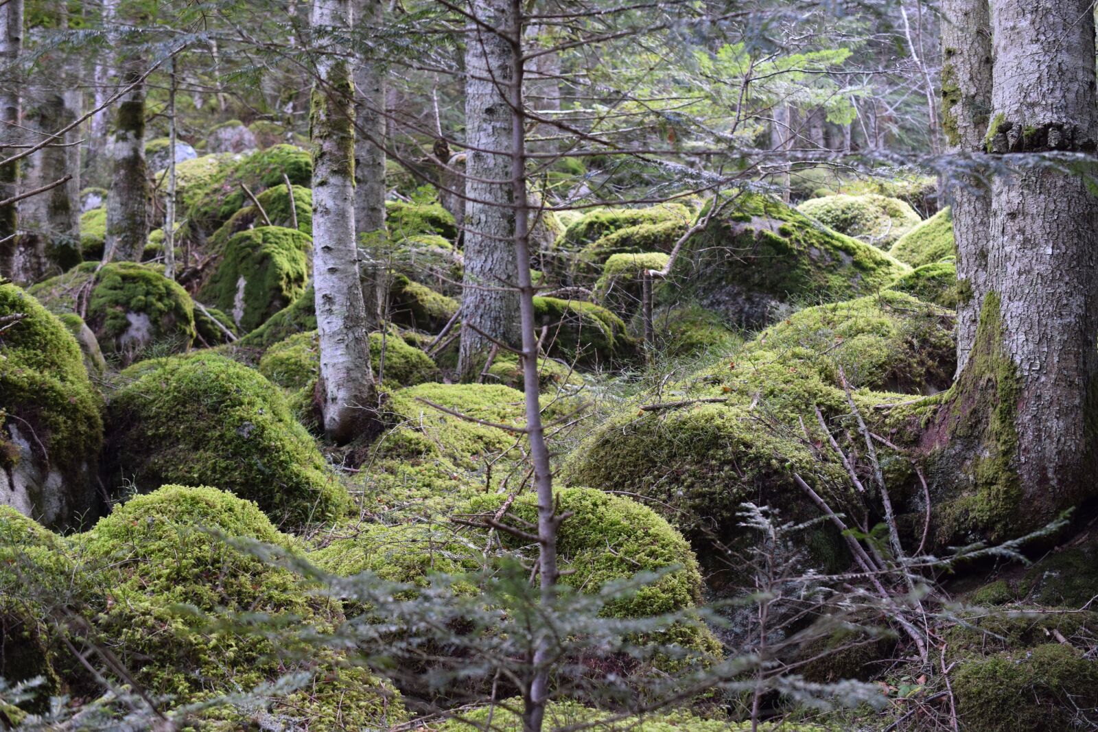 Nikon D5300 sample photo. Forest, foam, green photography
