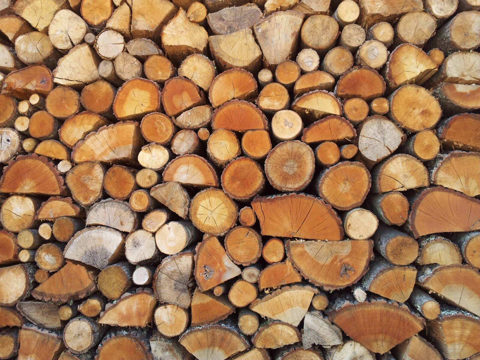 Samsung Galaxy S2 sample photo. Wood, nature, bio photography