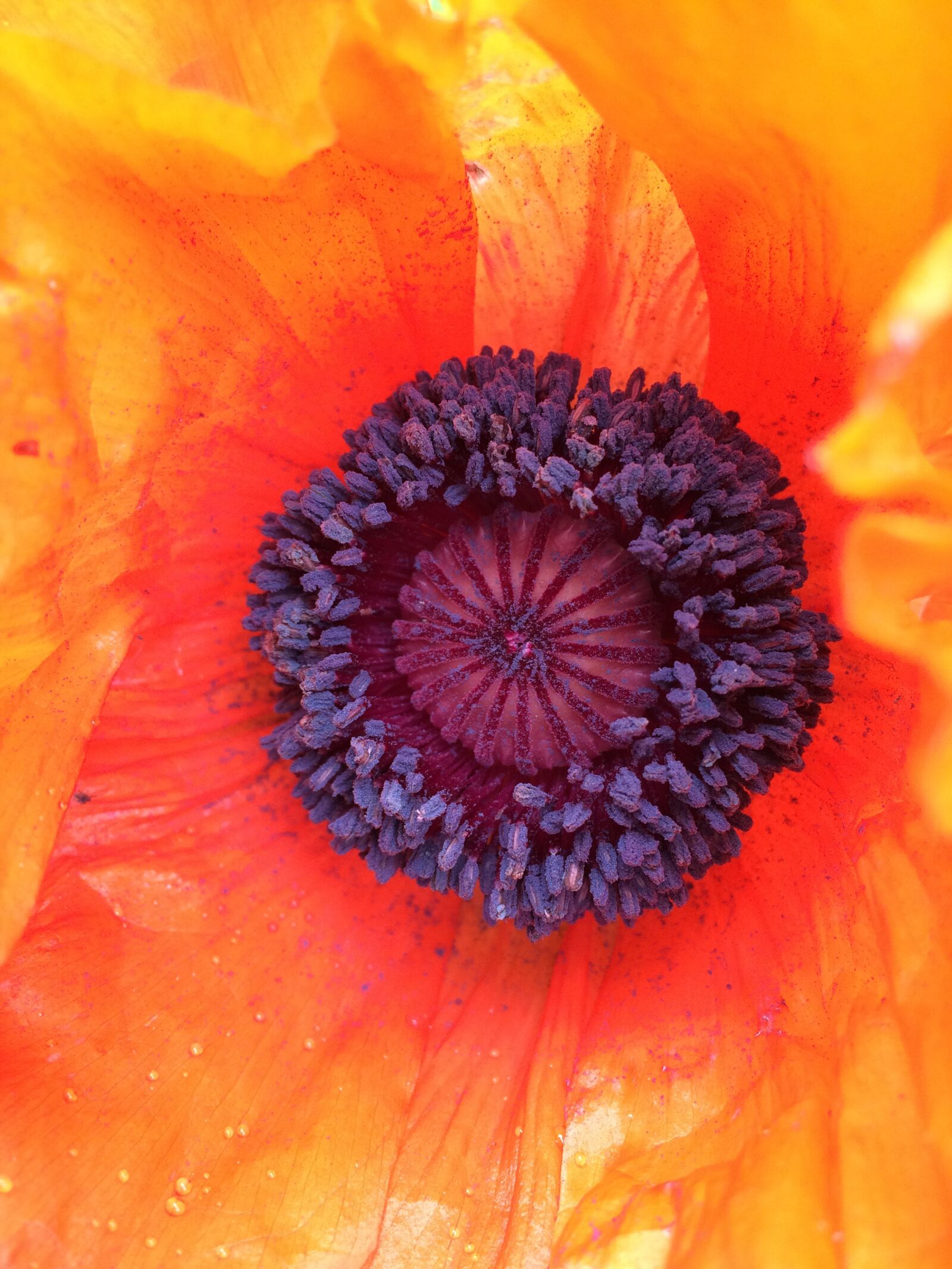 Apple iPhone 5s sample photo. Poppy, flower, closeup photography