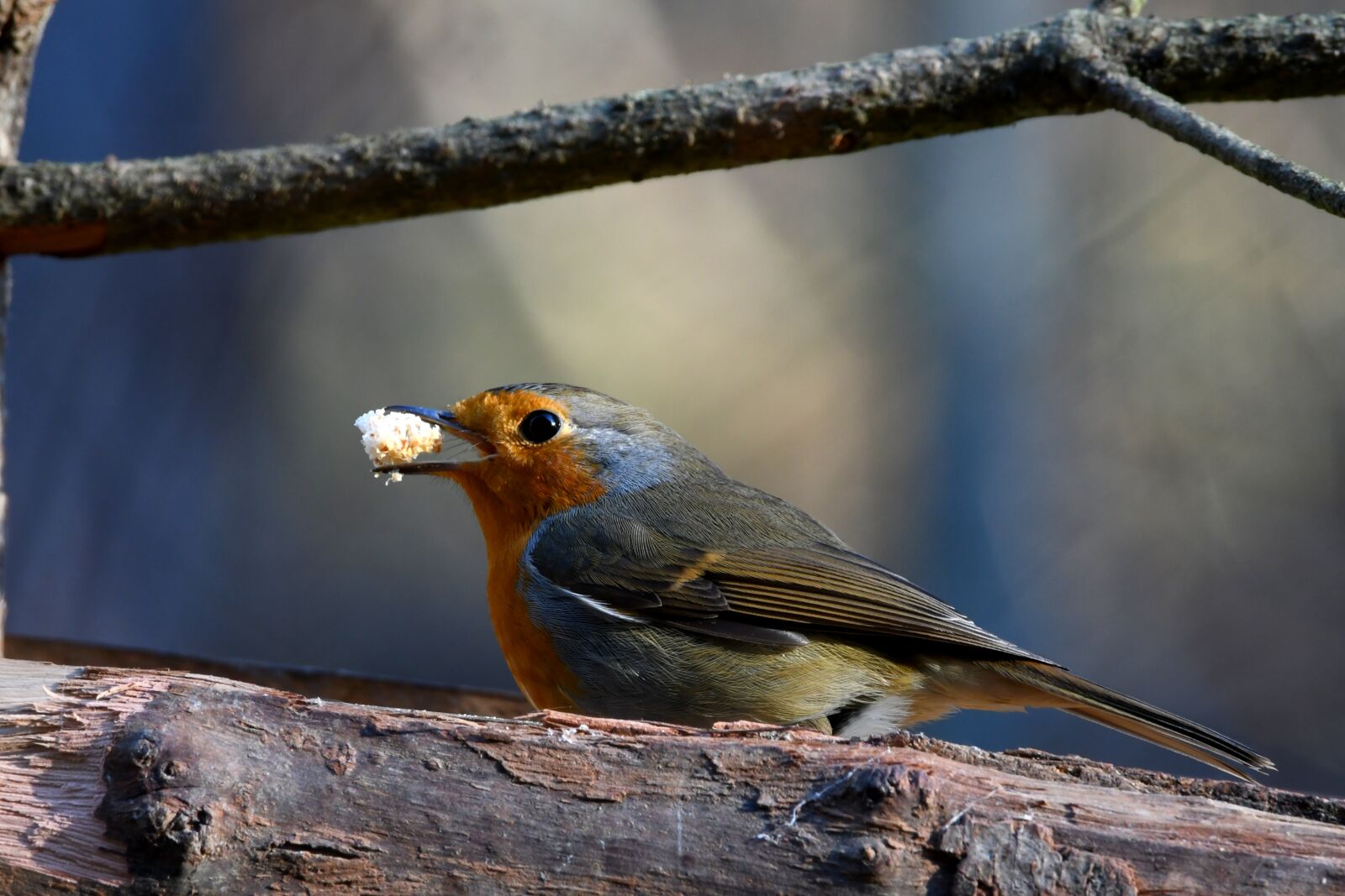 Nikon D7500 sample photo. Robin, forest, crumb photography