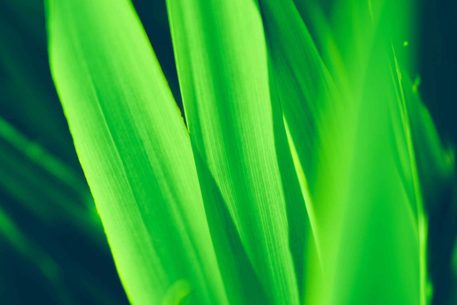Nikon D5600 sample photo. Green, leaves, texture photography