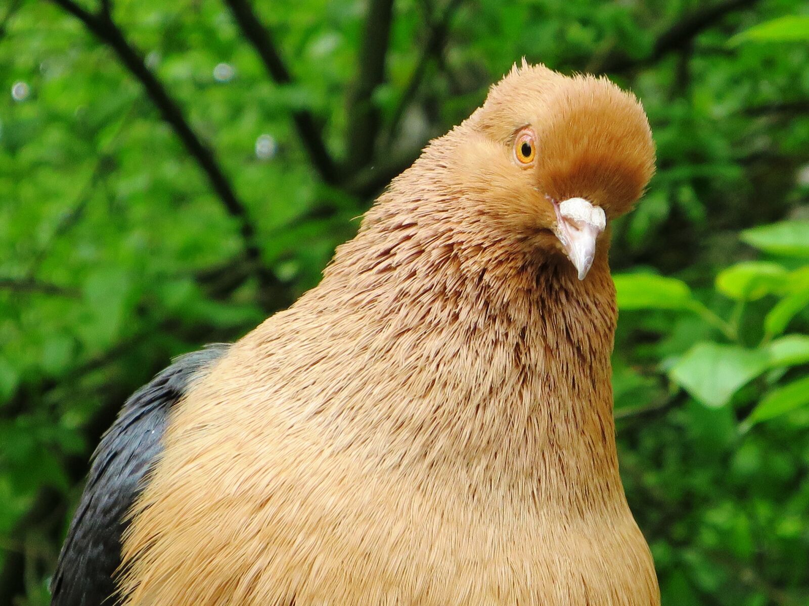 Canon PowerShot S120 sample photo. Dove, house animal farm photography