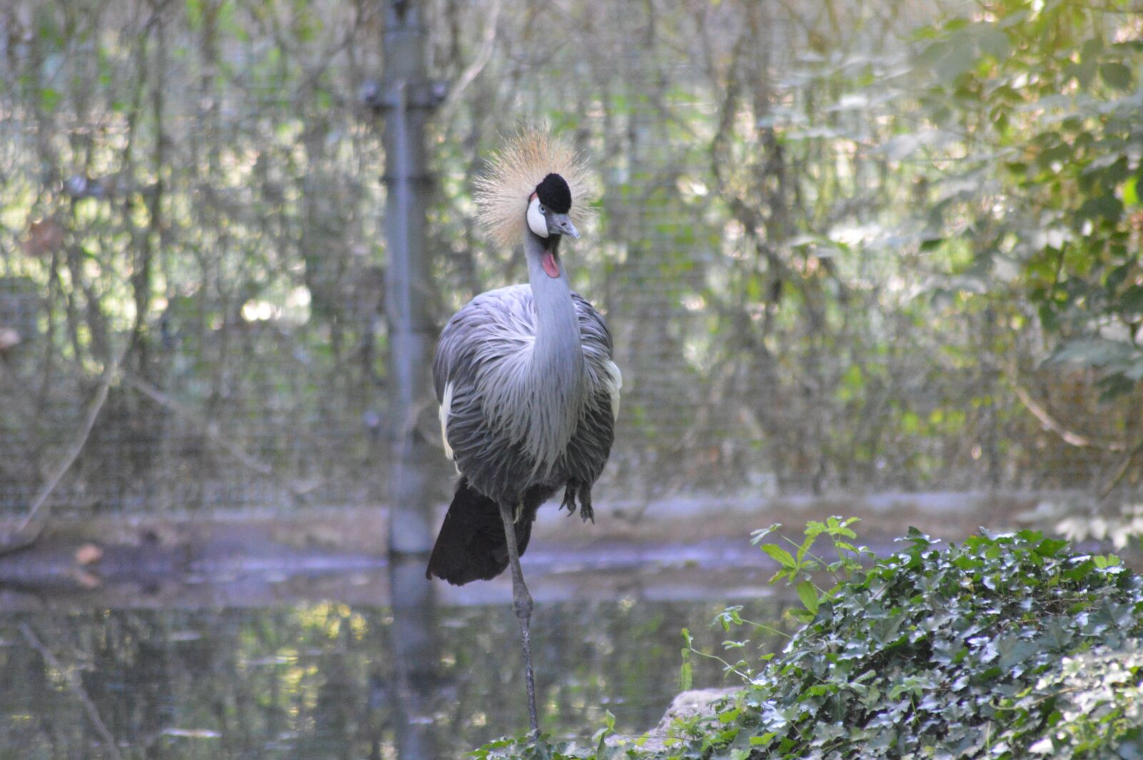 Nikon D3200 sample photo. Wader, crane, bird photography