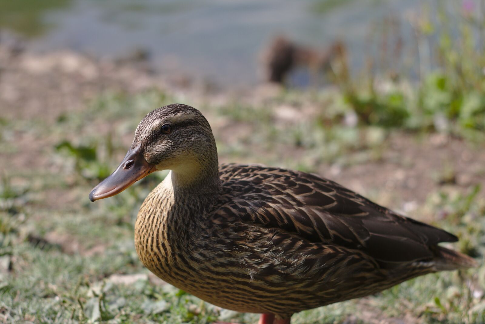Canon EOS 750D (EOS Rebel T6i / EOS Kiss X8i) sample photo. Duck, pond, lake photography