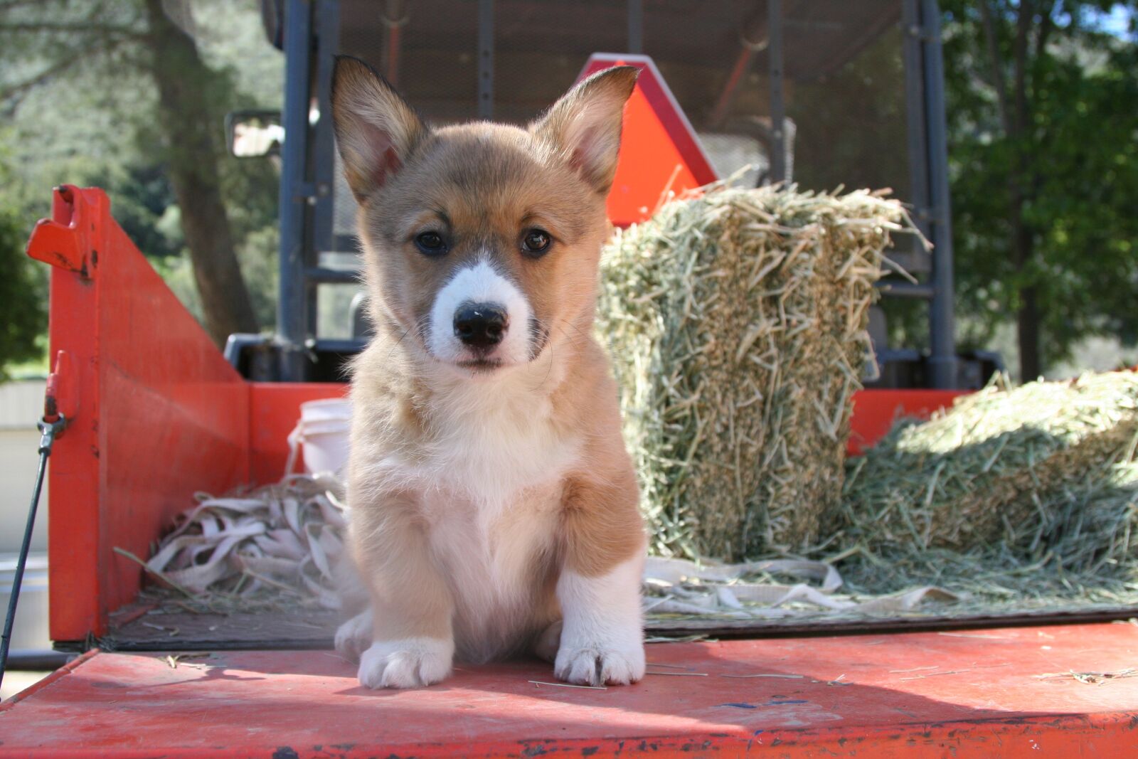 Canon EOS 20D sample photo. Corgi, puppy, portrait photography