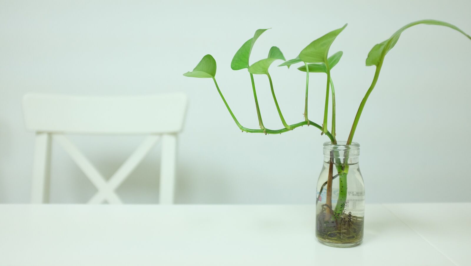 Fujifilm X100T sample photo. Green dill, plant, simple photography