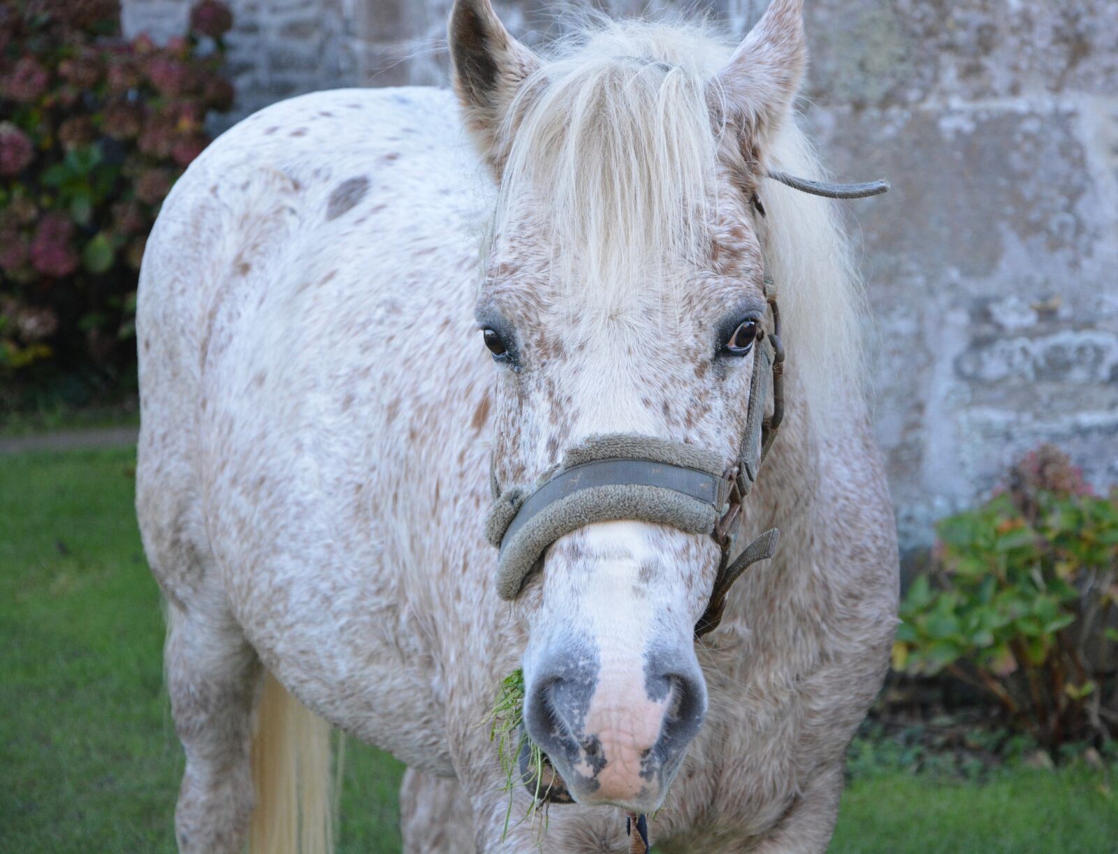 Nikon D5200 sample photo. Horse, head face, horseback photography