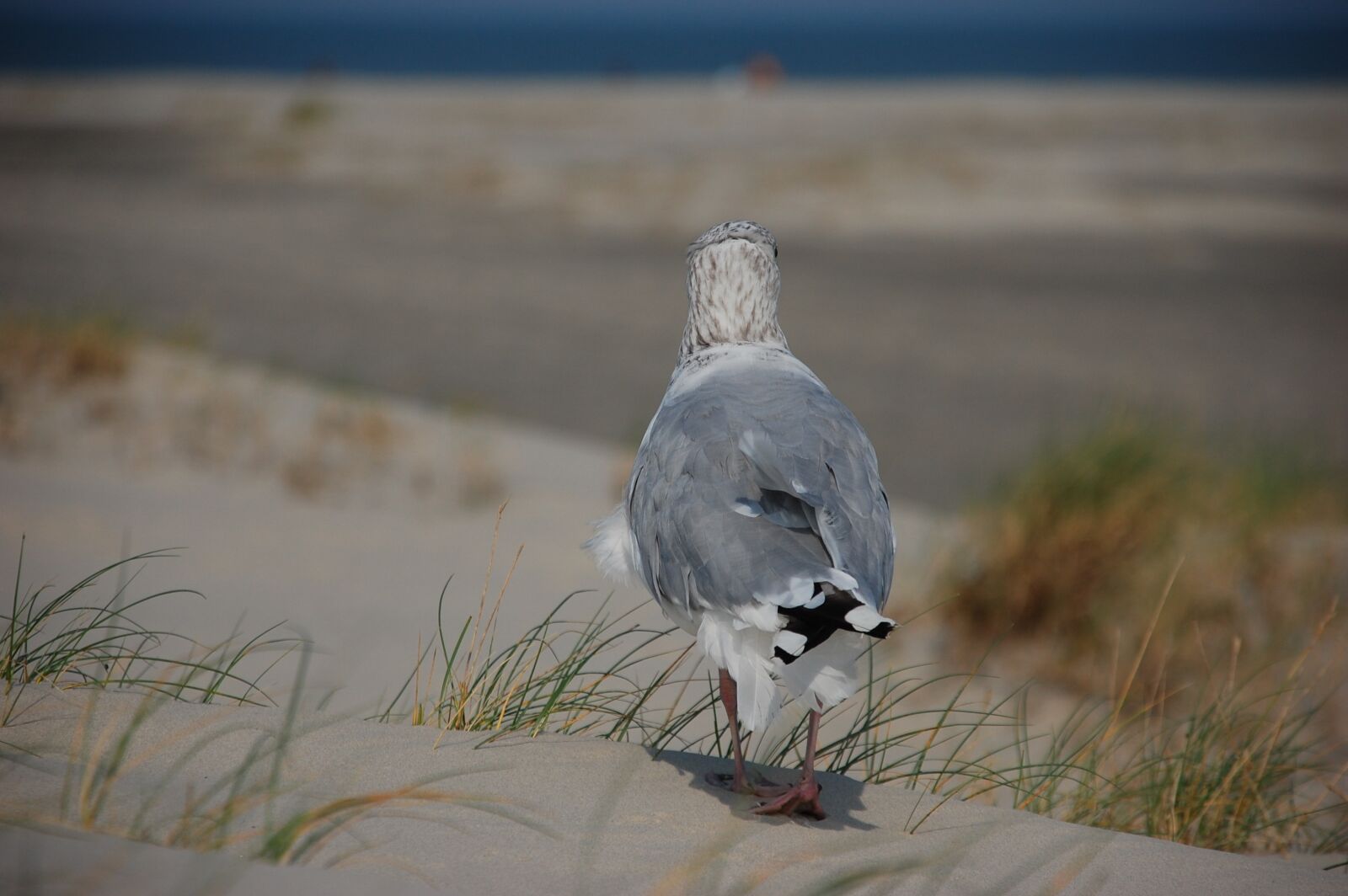 Nikon D40 sample photo. Seagull, beach, sea photography