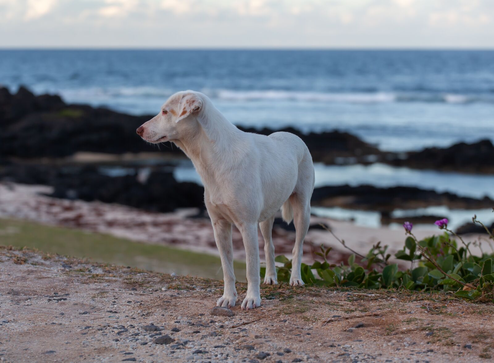 Canon EF 70-200mm F4L USM sample photo. Stray dog on beach photography