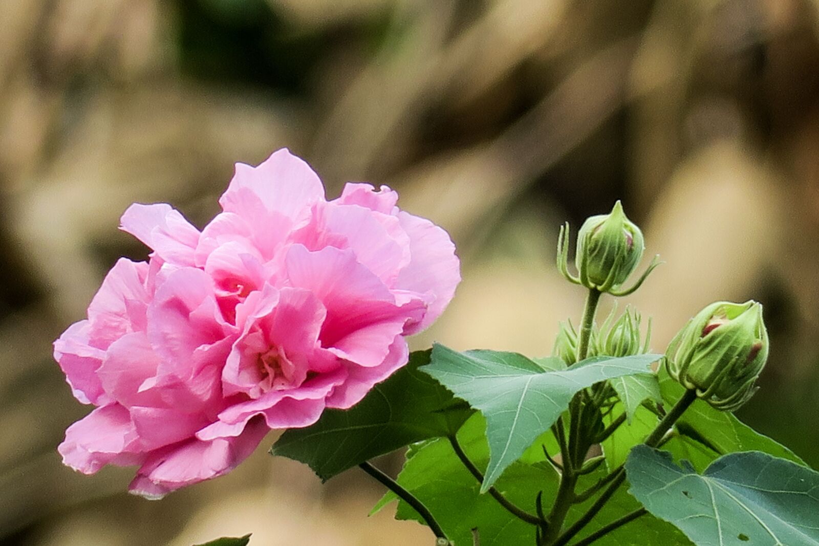 Canon PowerShot G3 X sample photo. Hong kong, 木芙蓉, plant photography