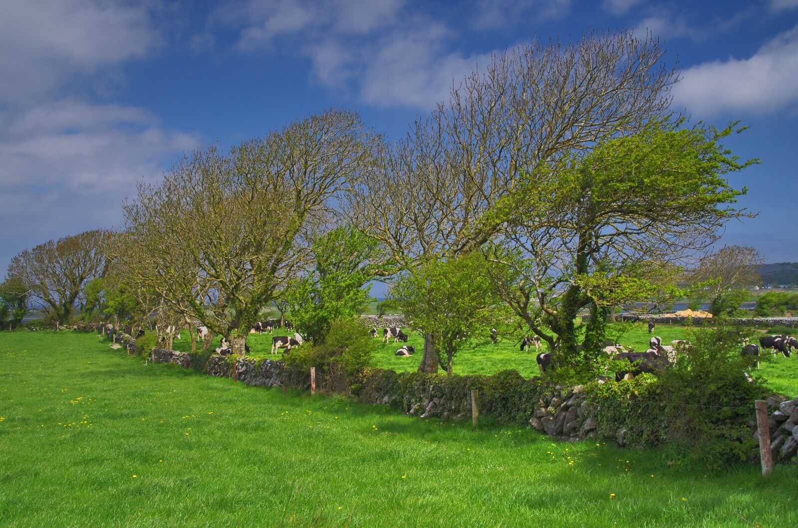 Pentax K-50 sample photo. Ireland, the burren region photography