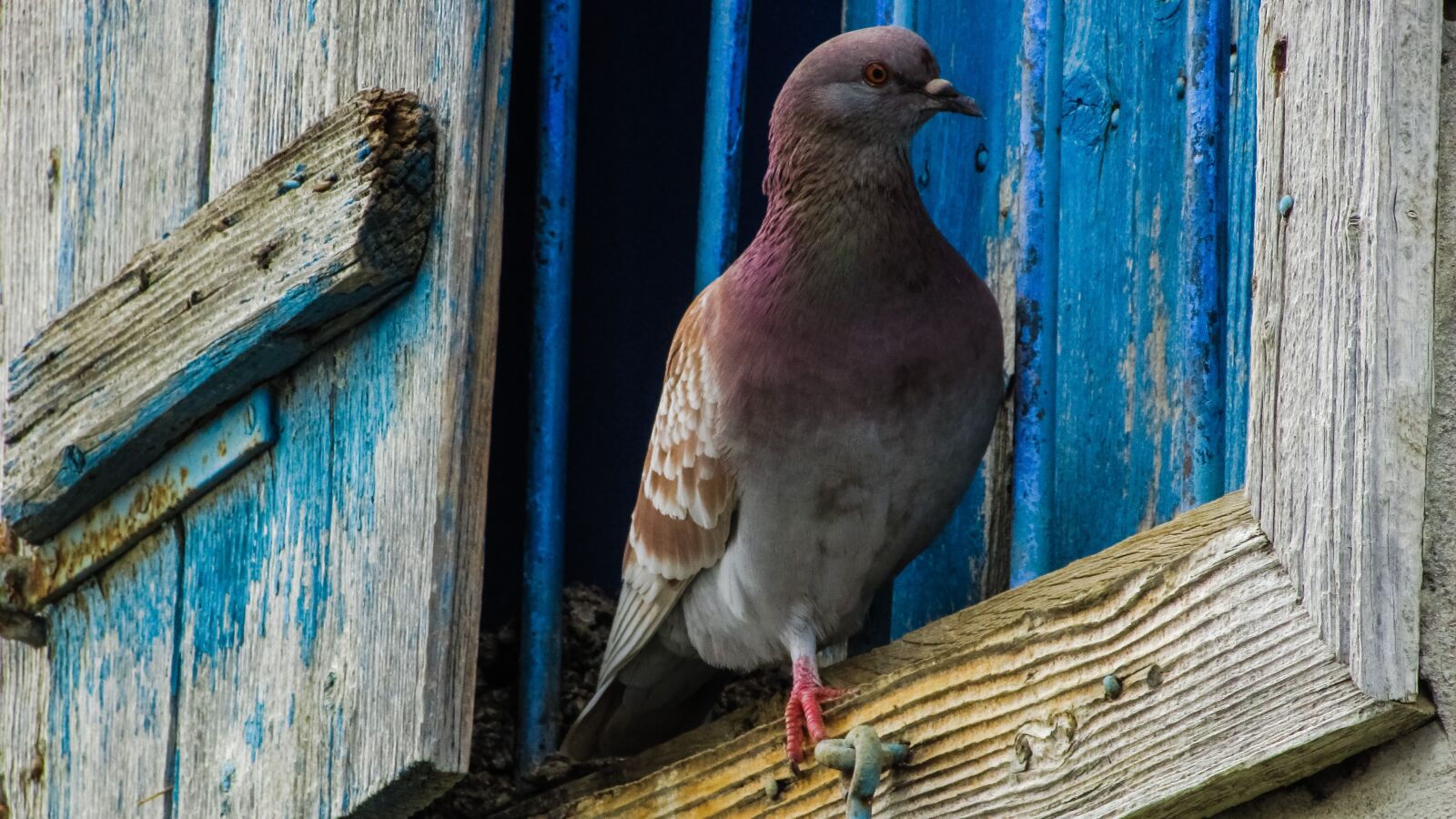 Canon PowerShot SX400 IS sample photo. Pigeon, window, bird photography