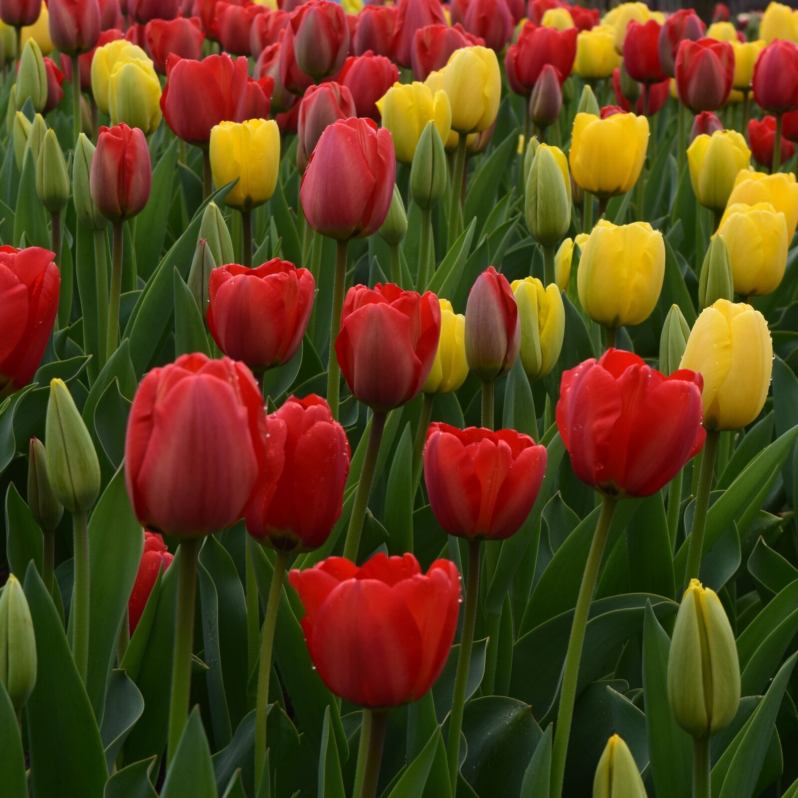 Nikon D3300 sample photo. Tulip field, yellow, red photography