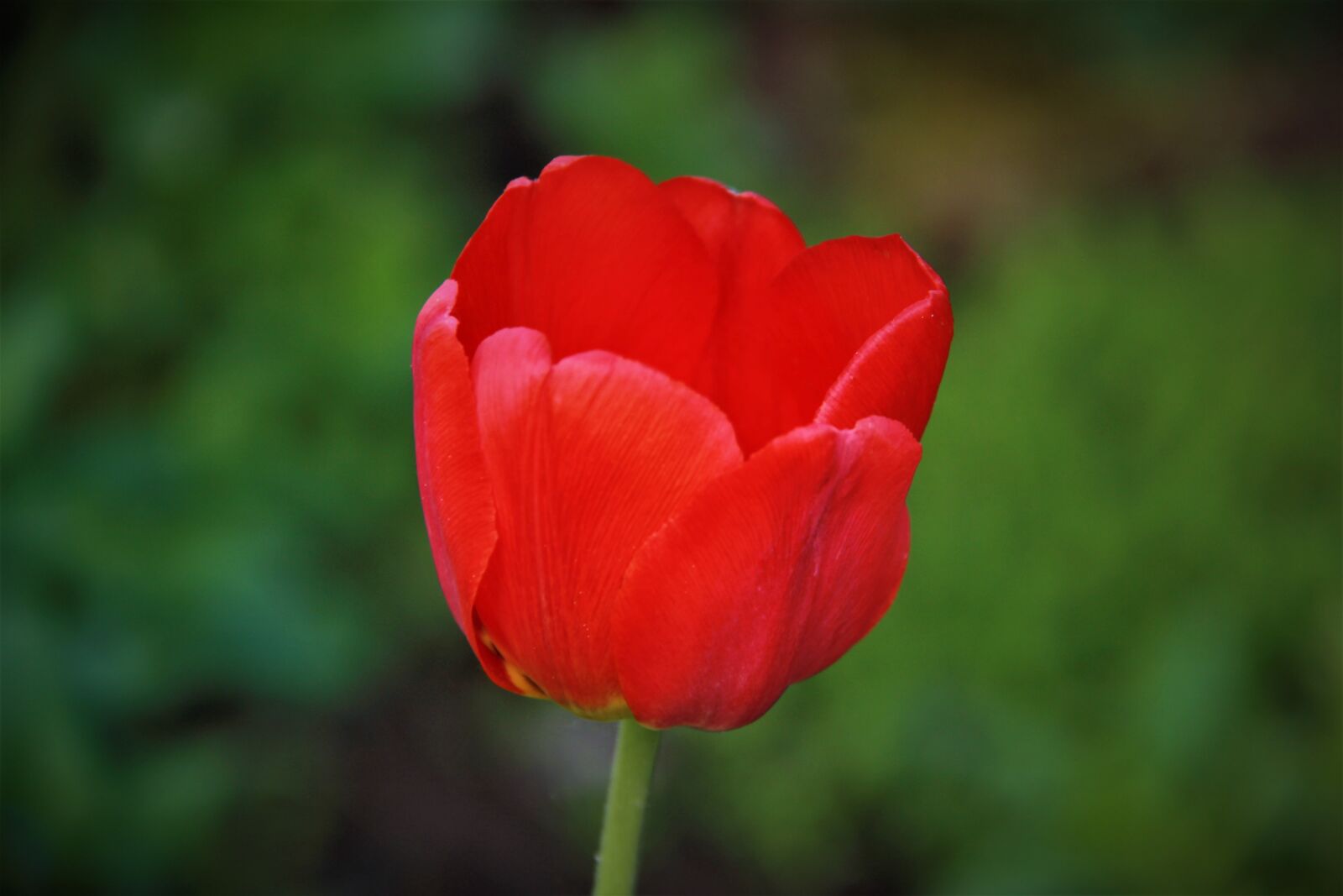 Canon EOS 550D (EOS Rebel T2i / EOS Kiss X4) sample photo. Tulip, red, double tulip photography