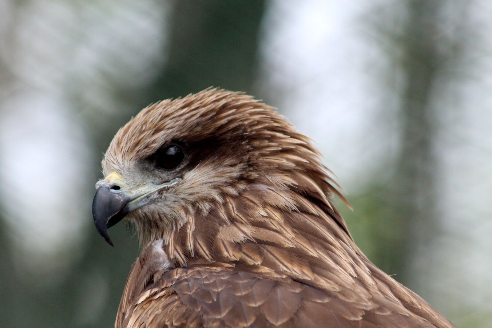 Canon EOS 650D (EOS Rebel T4i / EOS Kiss X6i) sample photo. Black kite, milvus migrans photography