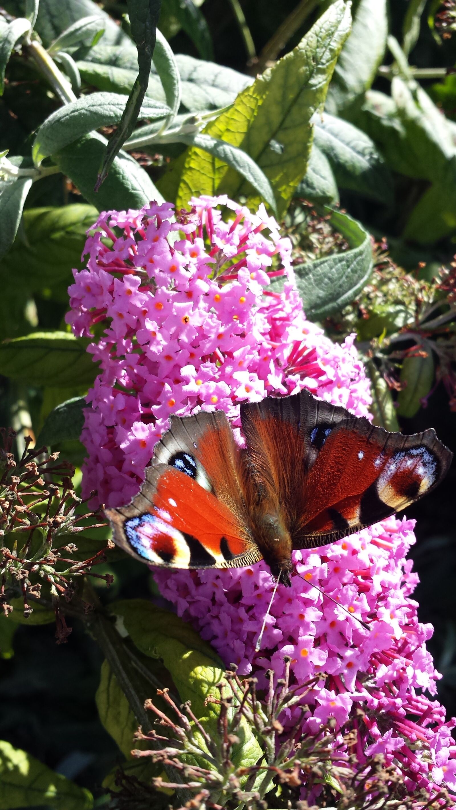 Samsung Galaxy S4 sample photo. Butterfly, peacock, nature photography