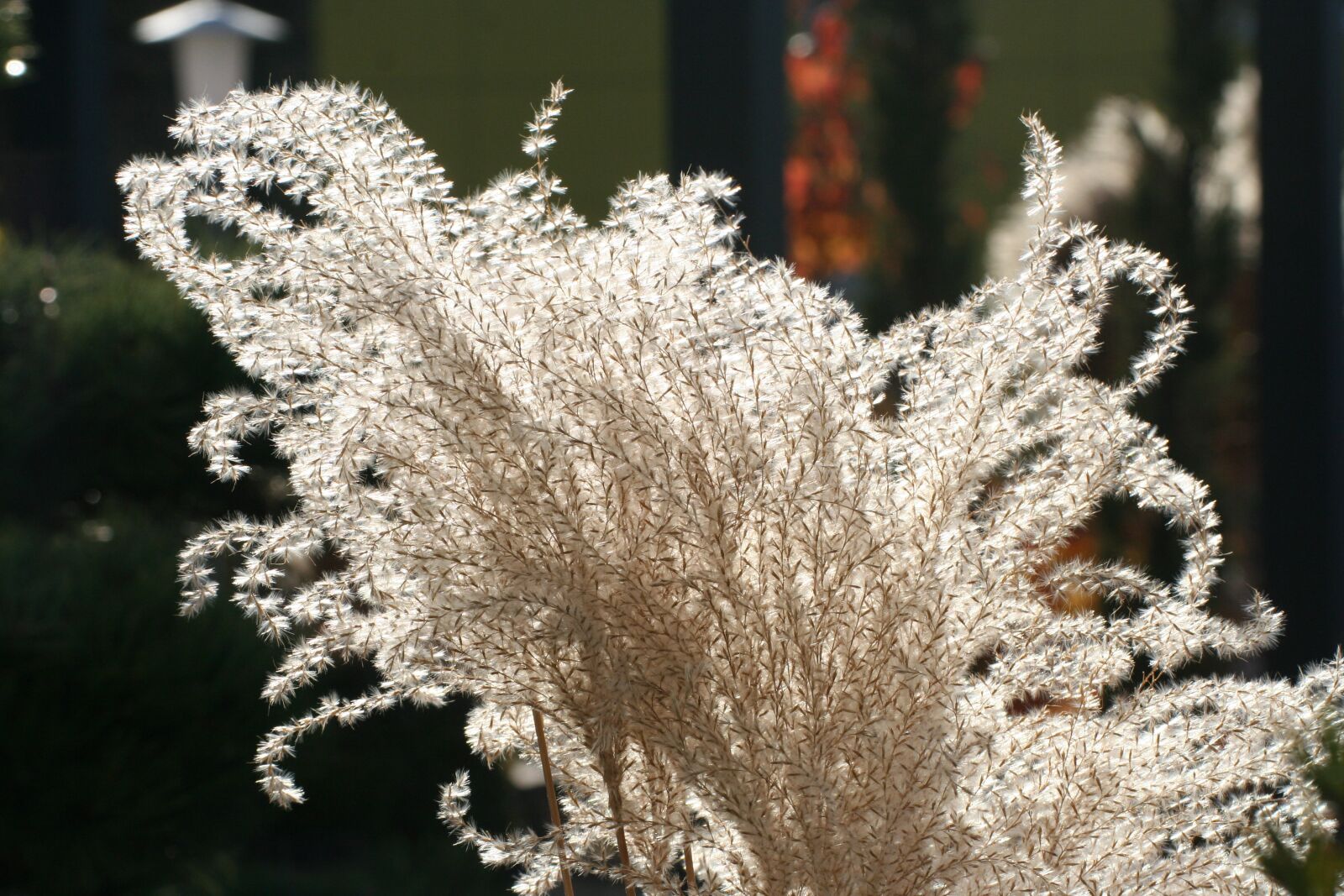Canon EOS 350D (EOS Digital Rebel XT / EOS Kiss Digital N) sample photo. Light, grass, sun photography