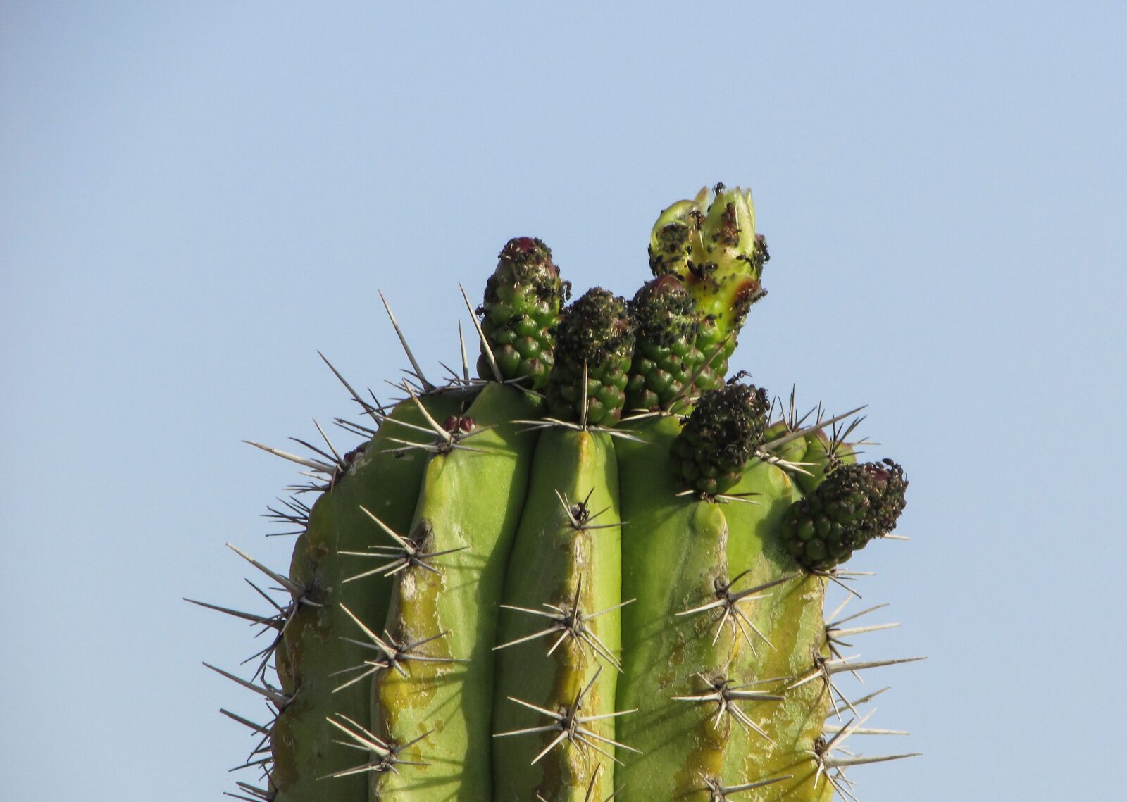 Canon PowerShot SX400 IS sample photo. Cyprus, ayia napa, cactus photography
