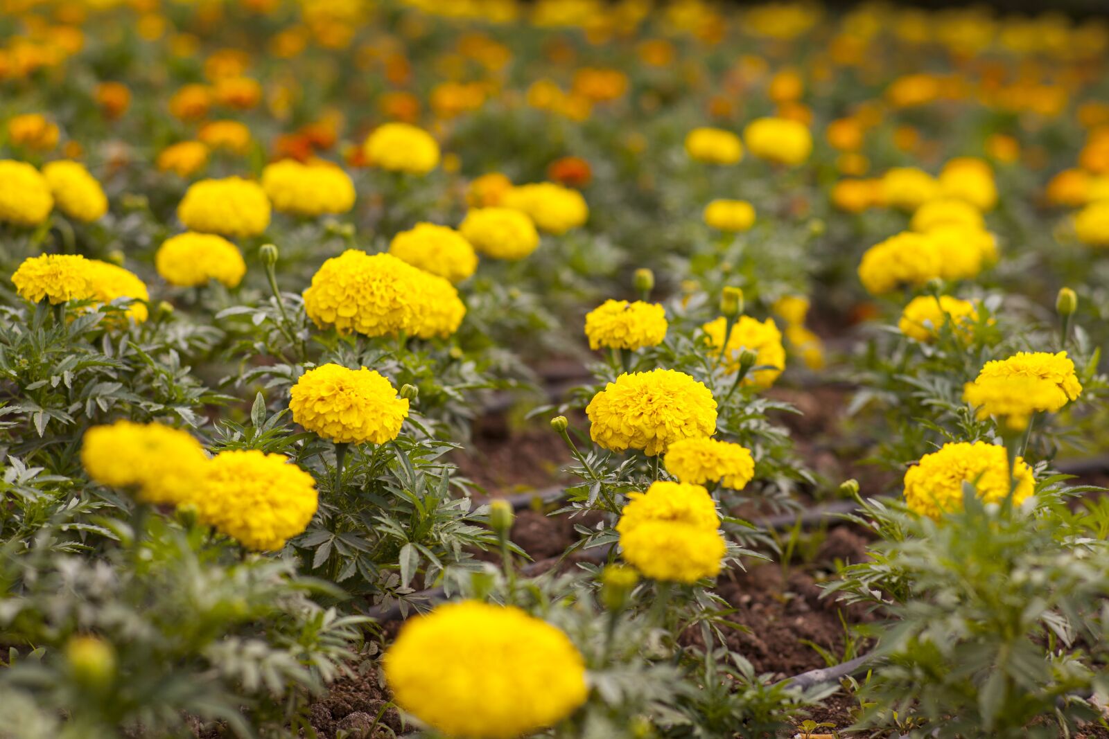 ZEISS Planar T* 85mm F1.4 sample photo. Flower, yellow, macro photography