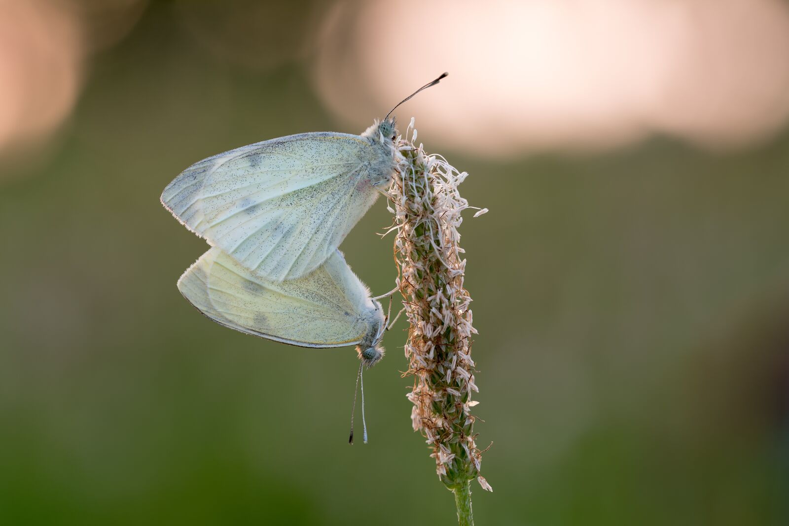 Nikon D750 sample photo. Weisslinge, pairing, nature photography