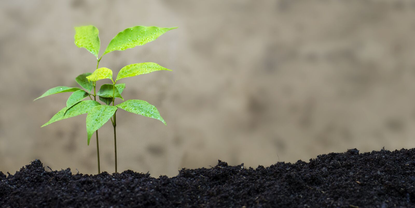 Nikon D7000 sample photo. Litchi, plant, eco photography