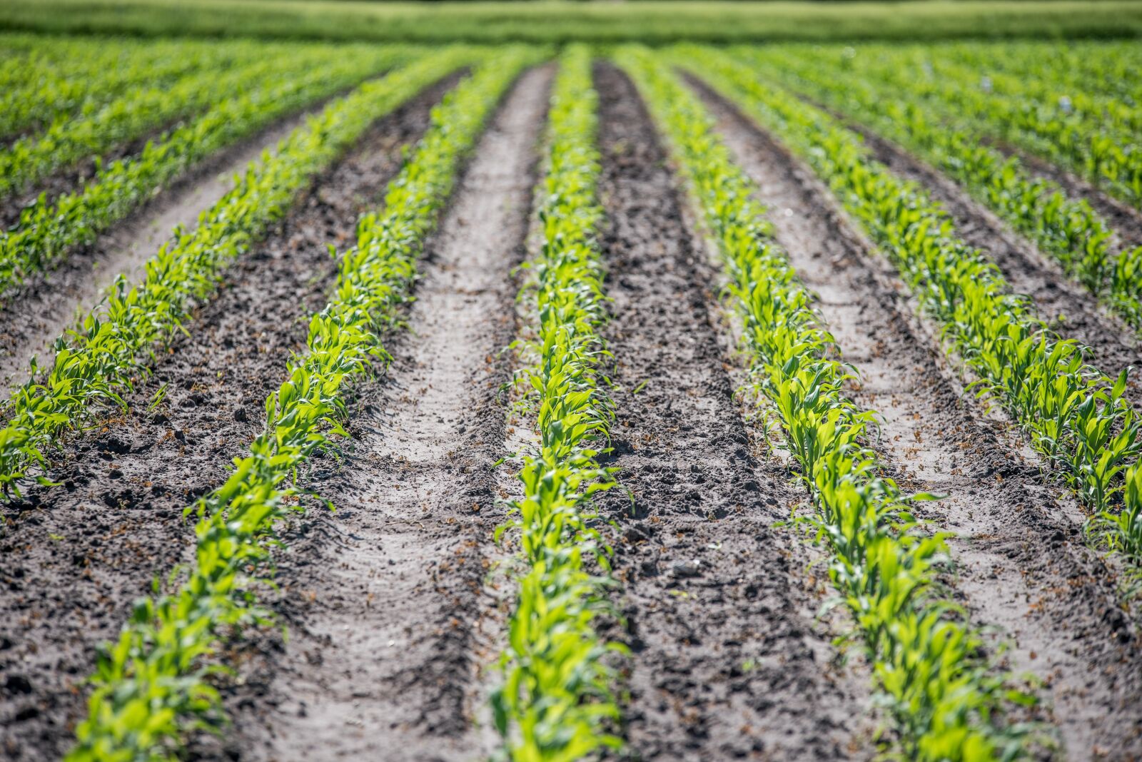 Nikon D750 sample photo. Corn, agriculture, corn cultivation photography