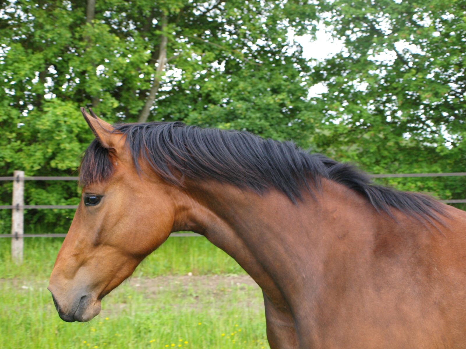 Olympus E-420 (EVOLT E-420) sample photo. Horse, mane, animal photography