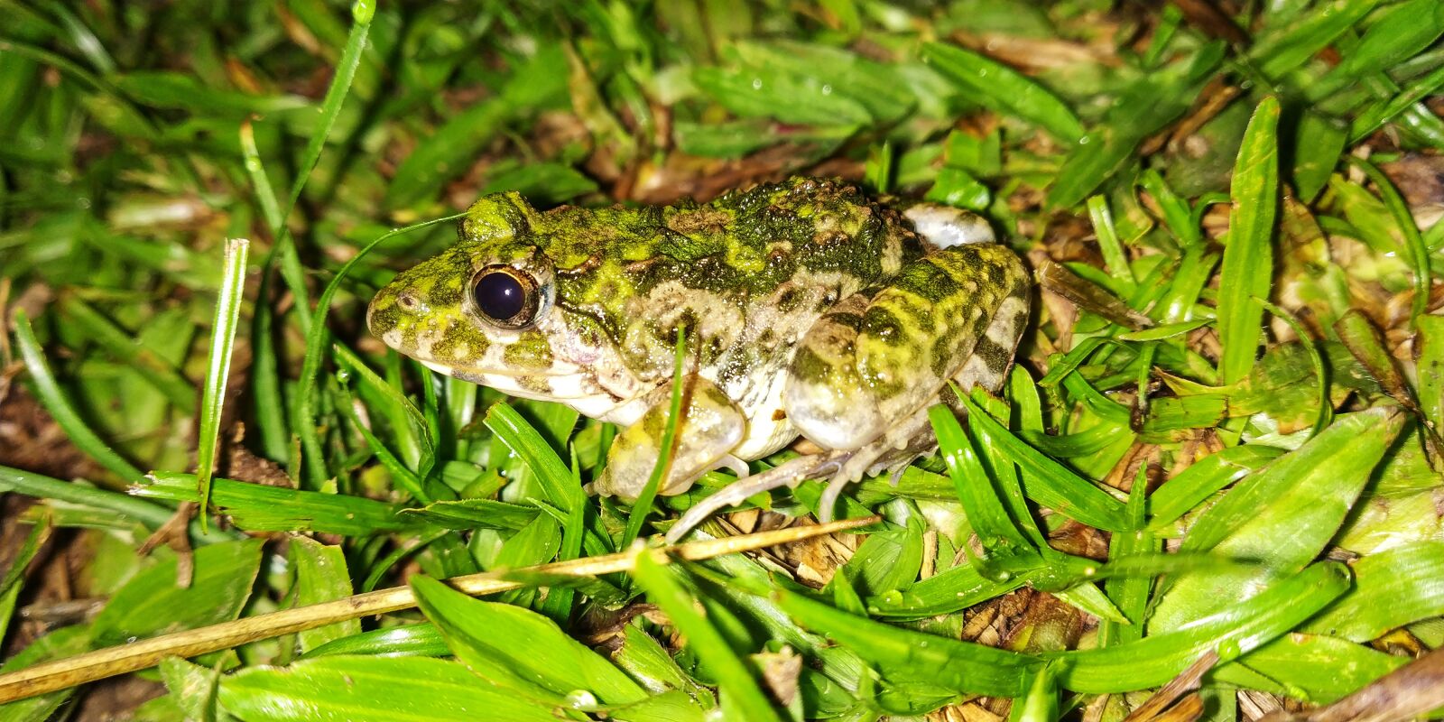 Xiaomi Redmi Note 5 Pro sample photo. Bullfrog, frog, water frog photography