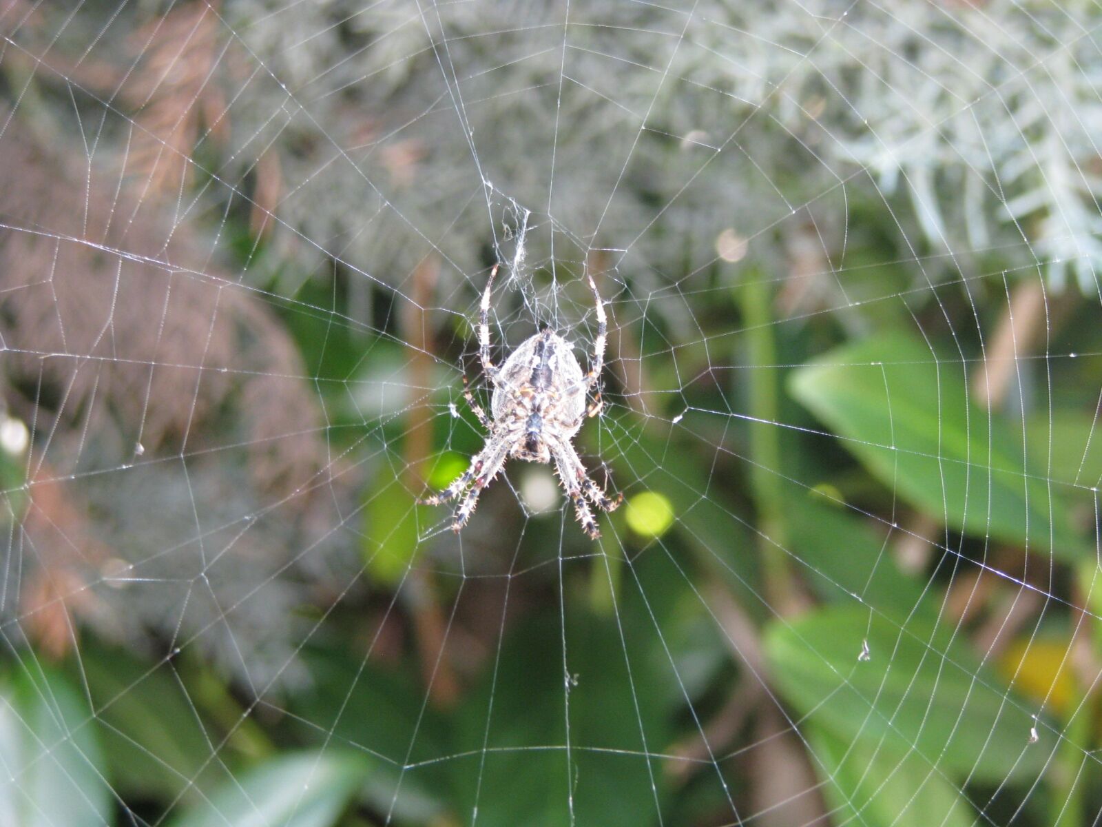 Canon POWERSHOT S5 IS sample photo. Spider, cobweb, animal photography