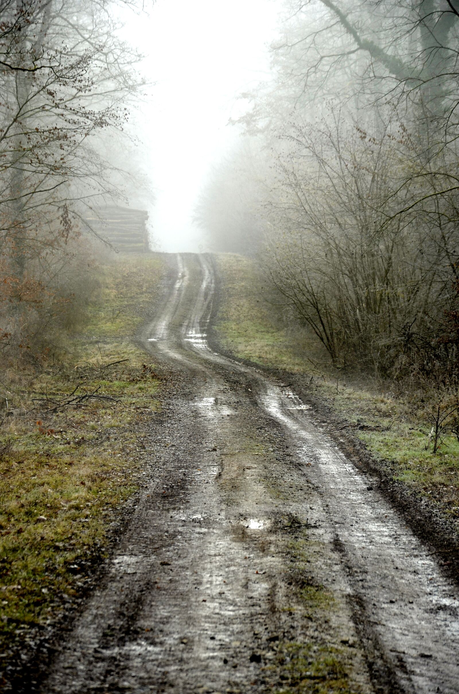 Nikon D5100 sample photo. Forest, path, winter photography
