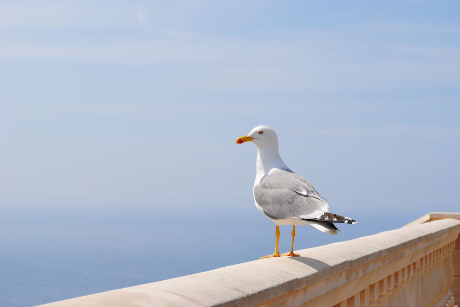 Nikon D3000 sample photo. Seagull, sea, spain photography