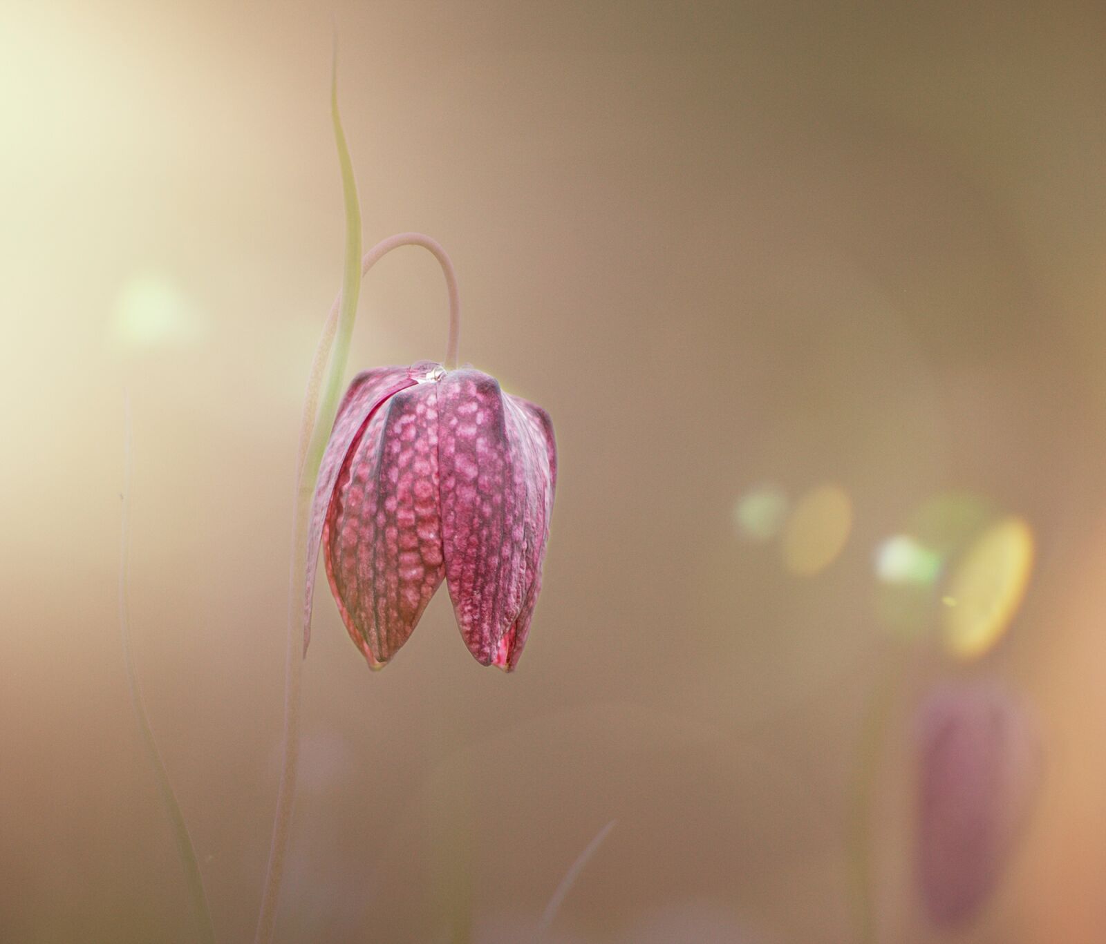 Sony SLT-A77 sample photo. Chequered, spring, lilies photography