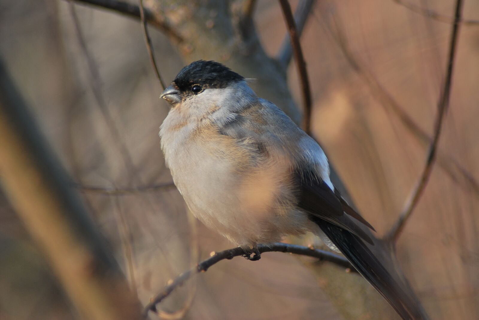 Nikon D60 sample photo. Spring bird, bird, spring photography