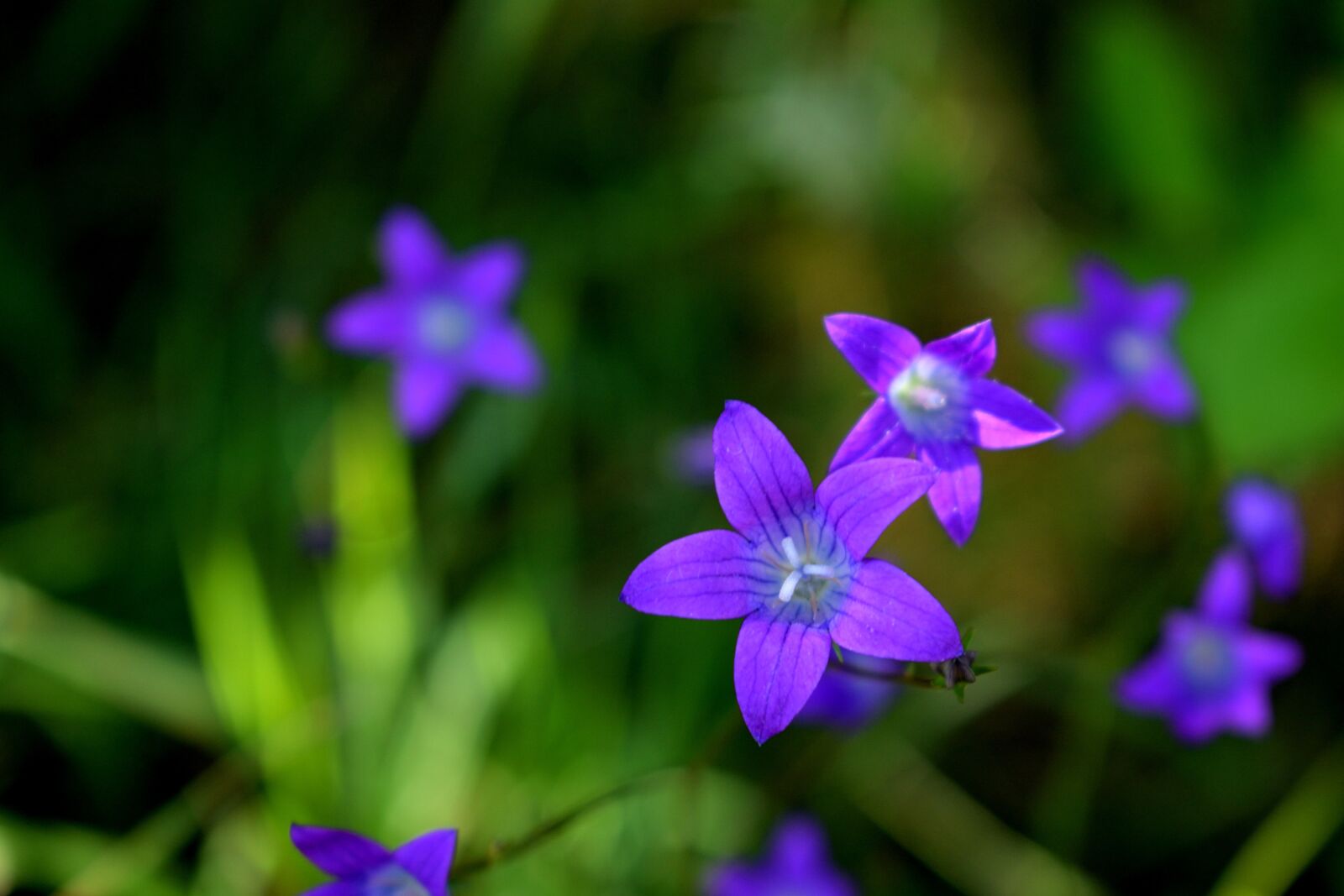 Nikon D3300 sample photo. Purple flower, macro, nature photography