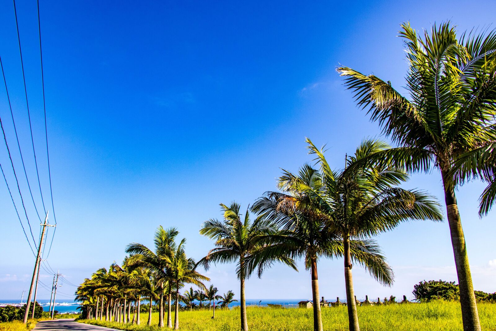 Canon EF-S 18-135mm F3.5-5.6 IS USM sample photo. Palm trees, sky, wood photography