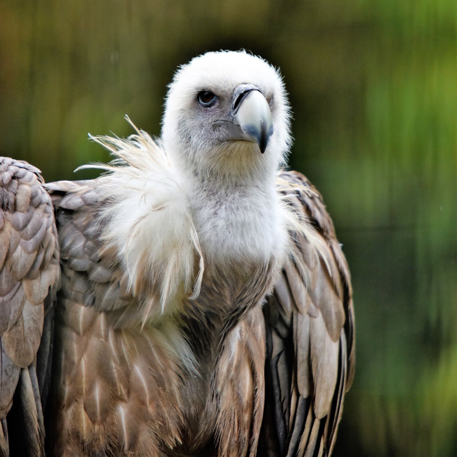 Nikon D810 sample photo. Griffon vulture, bird, raptor photography