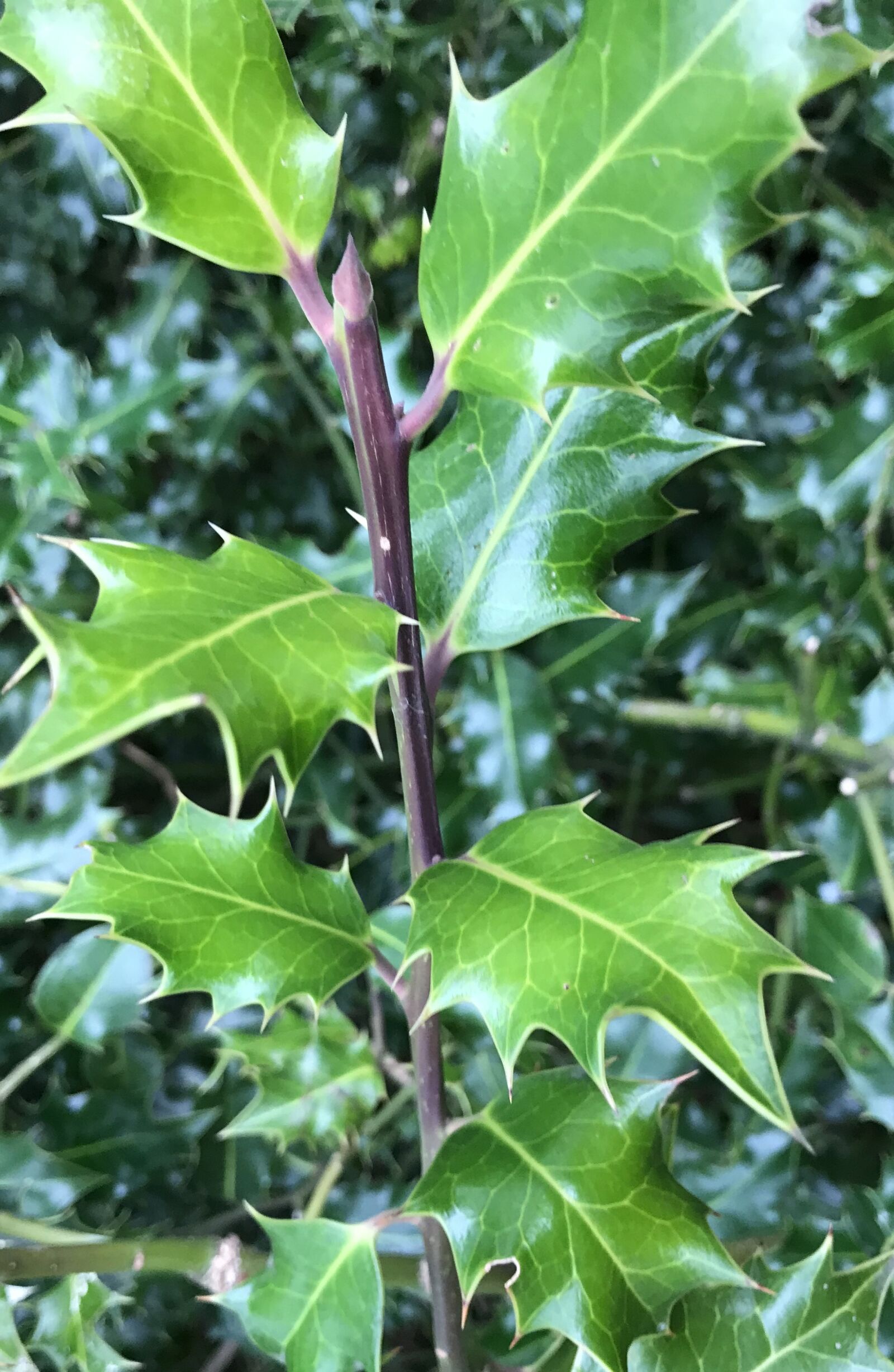 iPhone 7 back camera 3.99mm f/1.8 sample photo. Holly, leaves, green photography