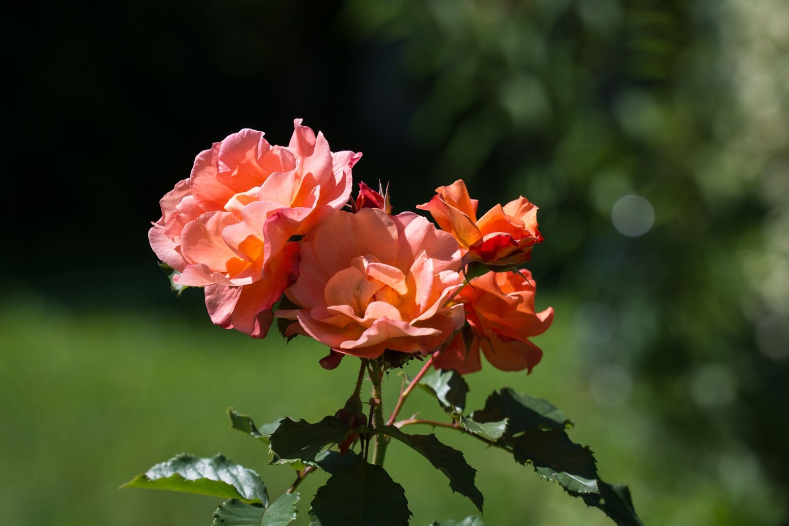 Nikon D7100 sample photo. Rose, salmon, garden photography
