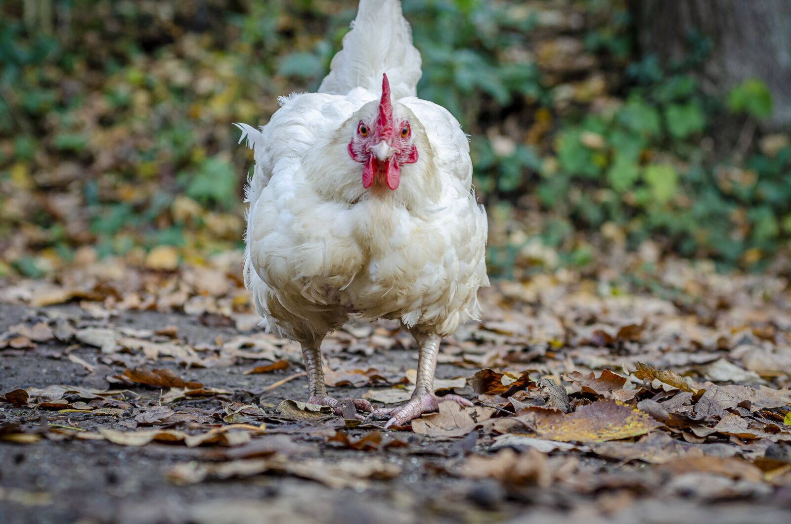 Nikon D7000 sample photo. Hen, poulette, pen photography