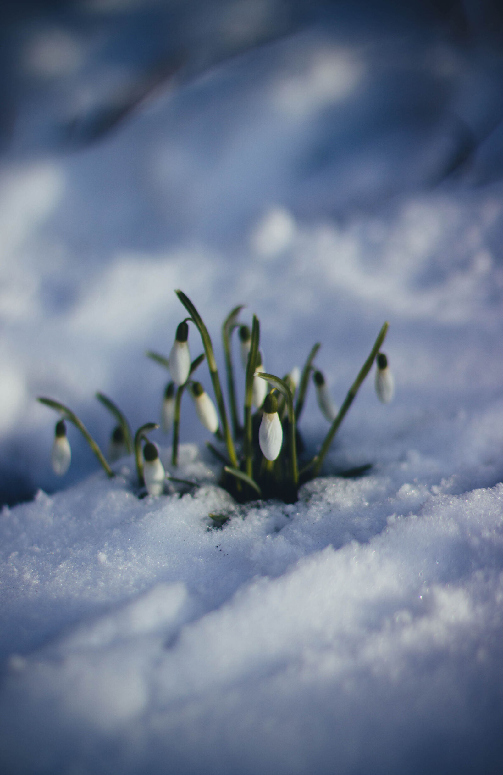 Canon EOS 600D (Rebel EOS T3i / EOS Kiss X5) + Canon EF 50mm F1.4 USM sample photo. Snow, ice, winter, cold photography