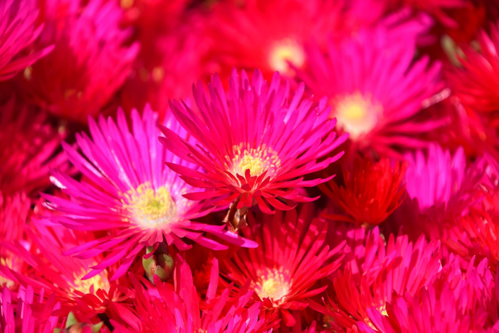 Nikon D3300 sample photo. Iceplant, nature, flowers photography
