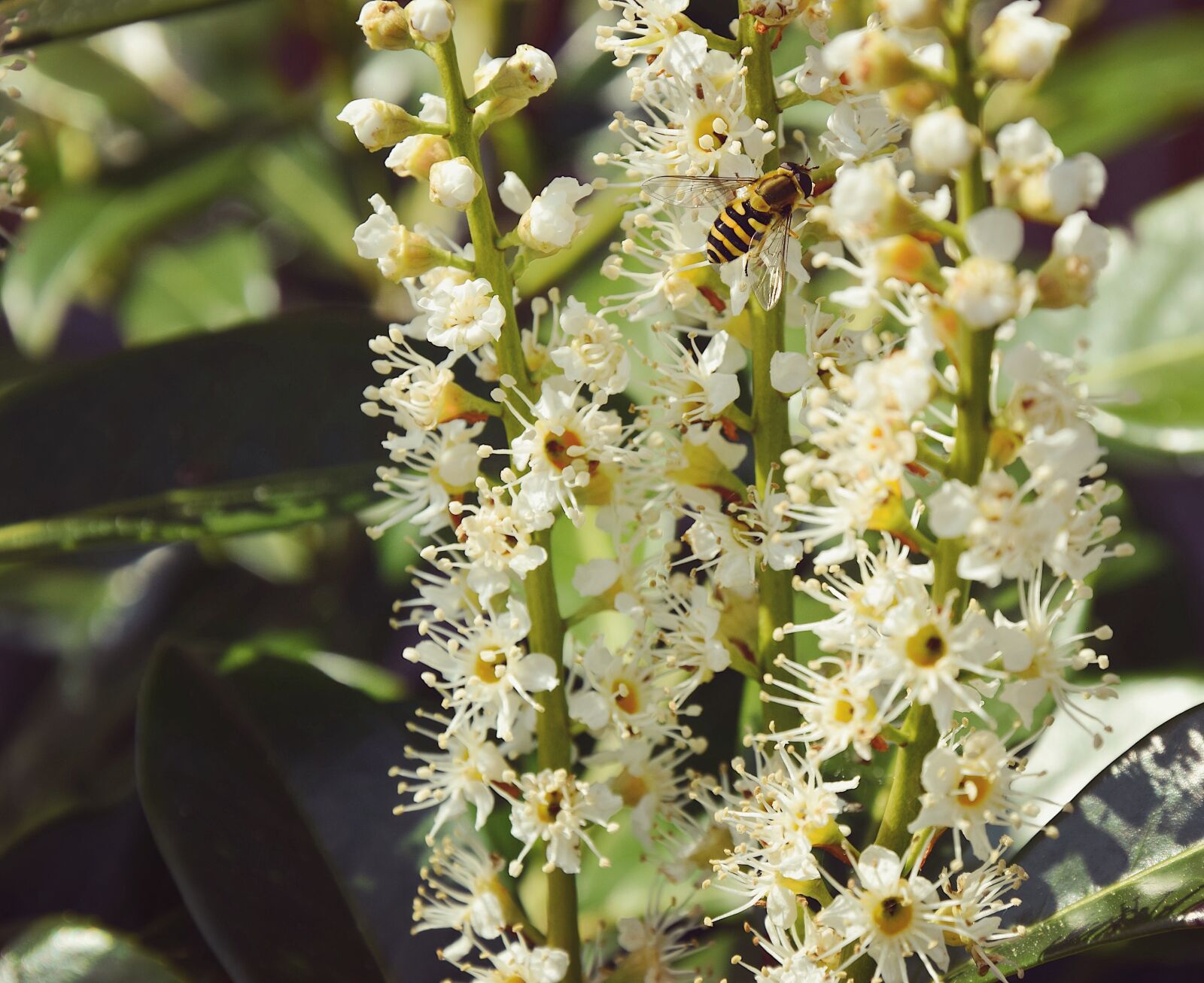 Nikon D5300 sample photo. Wasp, summer, flowers photography