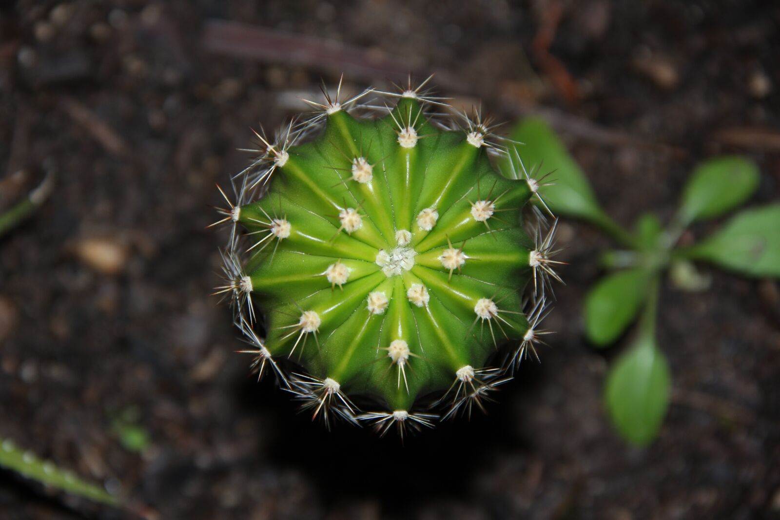 Canon EOS 60D sample photo. Cacti, green succulents, prickly photography