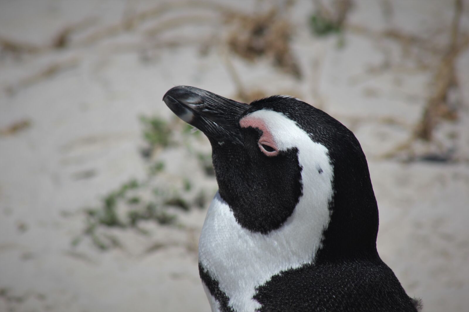 Canon EOS 60D sample photo. African, jackass, penguin photography