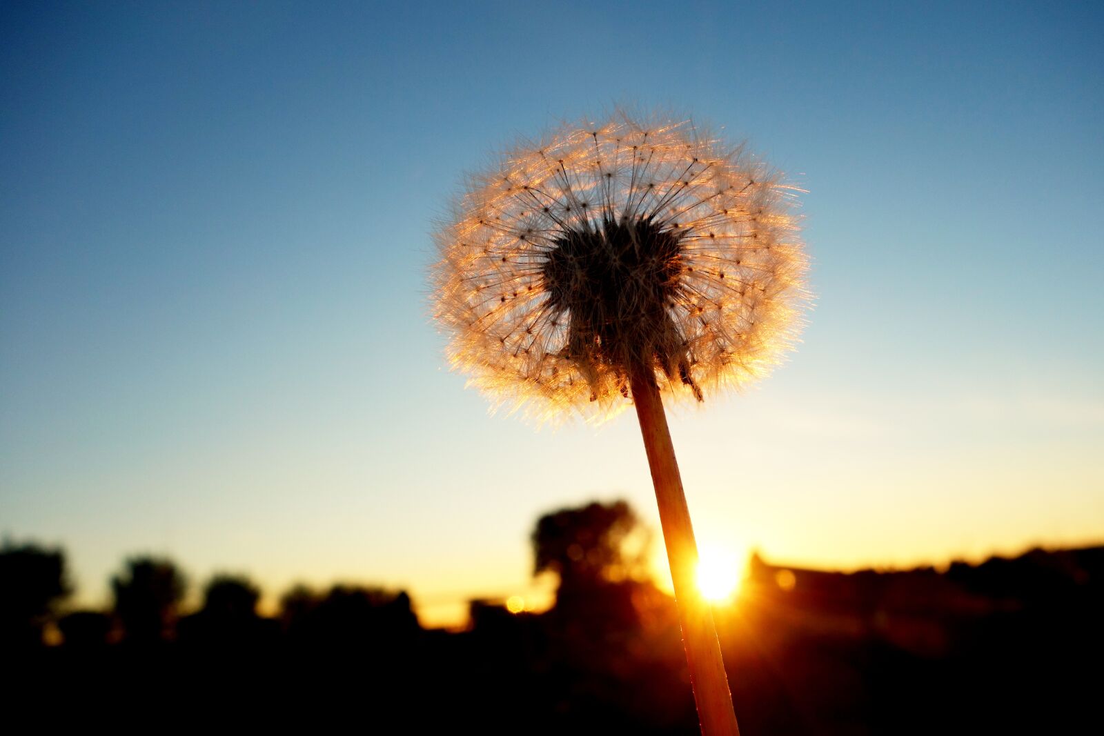 Sony Cyber-shot DSC-RX100 sample photo. Dandelion, dandelion puff-ball, seed photography