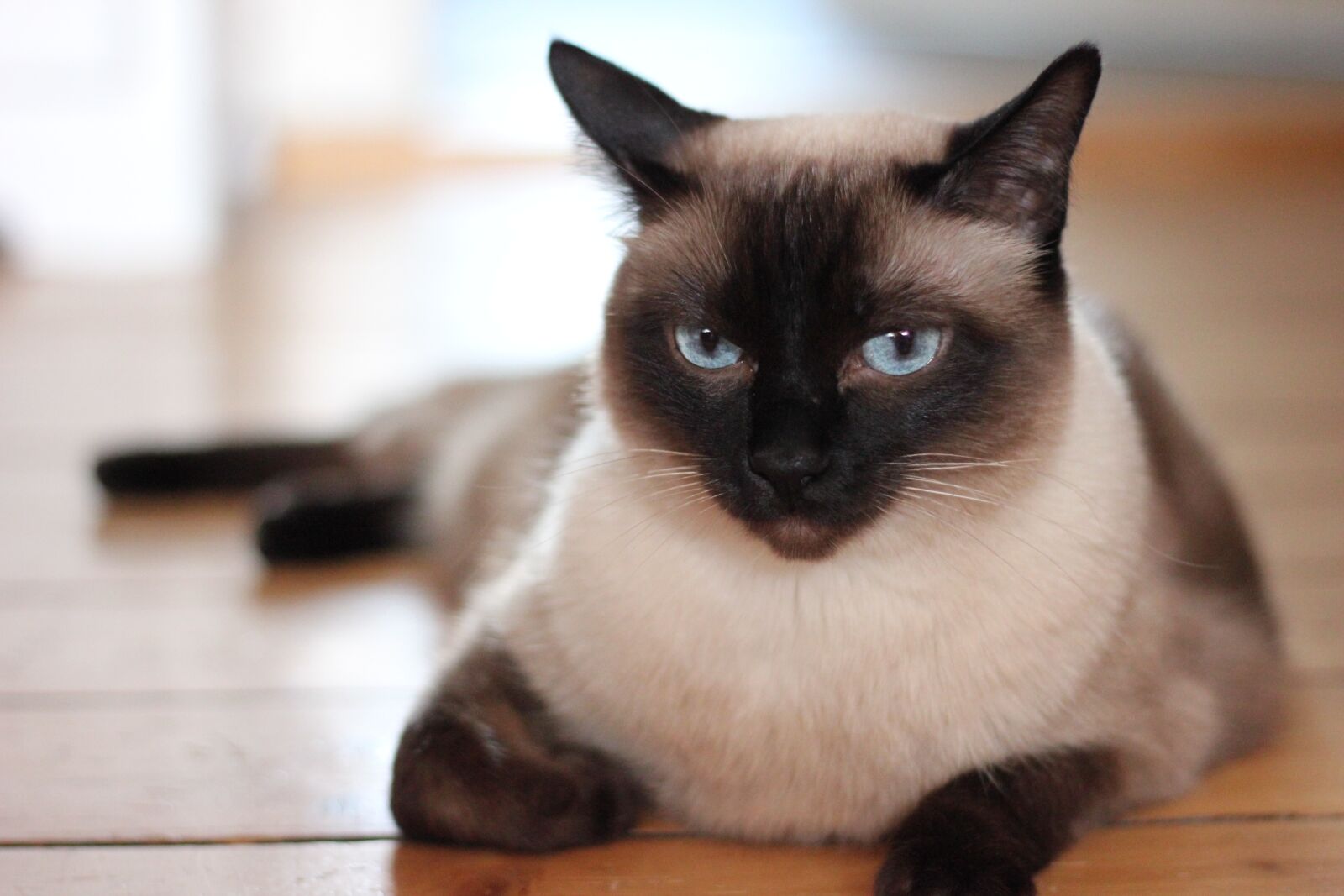 Canon EOS 550D (EOS Rebel T2i / EOS Kiss X4) sample photo. Cat, domestic cat, pet photography